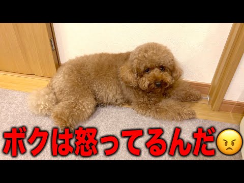 😠「みんなが太ったって言うからいじけてるんだ！」【トイプードル】