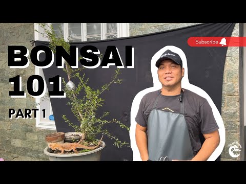 BONSAI 101 EPISODE 1 PUERTO RICAN BOXWOOD (PART 1)