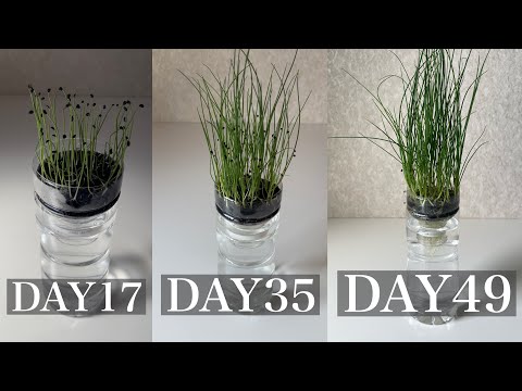 Grow green onions in plastic bottles／葉ねぎをペットボトルで育てる 1日目〜49日目