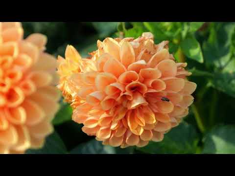 footage + Dahlia flowers