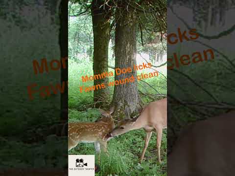 Doe Licks her Fawns Wound Clean! ON CAMERA! #wildlife #trailcam #whitetaildeer