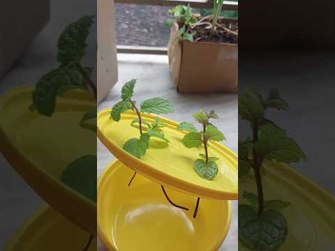 Grow in water mint / pudina #trending#shortsfeed#shots#bollywoodsongs#viralvideo#minivlog#gardening