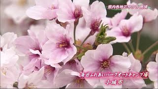 オートキャンプ場などサクラ見頃 家族連れも花見に 【佐賀県鳥栖市・小城市】 (22/03/30 17:42)