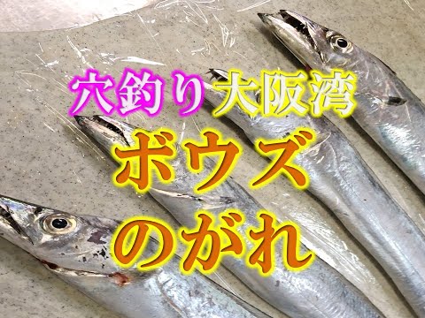 穴釣りでボウズのがれ！大阪湾南部　ほぼ釣れますよ！！