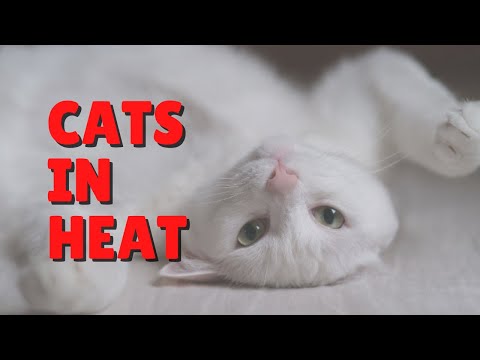 Calming Down Cats In Heat | Two Crazy Cat Ladies