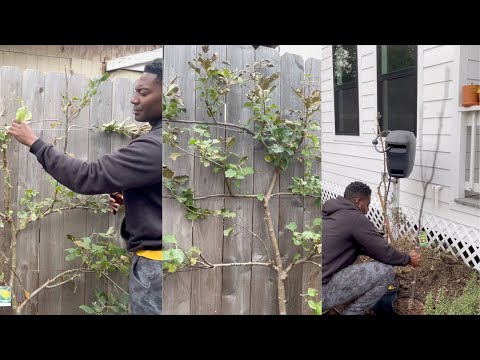 Winter Fruit Tree Pruning | Espalier | Urban Orchard | GLOG16