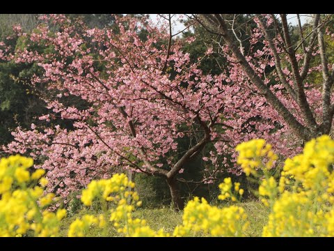 2023年 おらが里にも春が来た / Chopin Nocturne in E-flat （夜想曲第2番 変ホ長調 作品9-2）