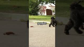 Adorable Black Puppies Playing with Dad! #cat #cuteanimal #kitten