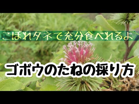 【こぼれたね栽培】ゴボウの種取り／かわいいゴボウの花