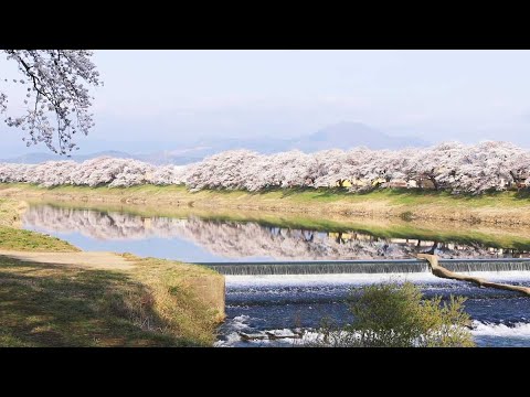 【宮城県観光映像】白石川堤一目千本桜 船岡城址公園