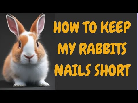 How To Keep My Rabbits Nails Short