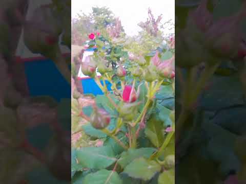 beautiful rose#shortvideo #youtubeshorts #flowers