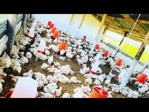 How To Manage The Cough Sounds In Your Poultry | Chronic Respiratory Diseases in Poultry