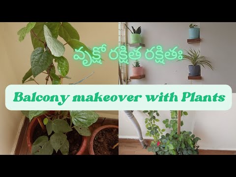 Balcony makeover with New Plants 🌵🌹🌺🌿🌳🪴