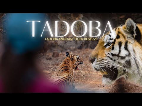 Tadoba National Park | Big Cats Galore | My luxury stay at Limban resorts