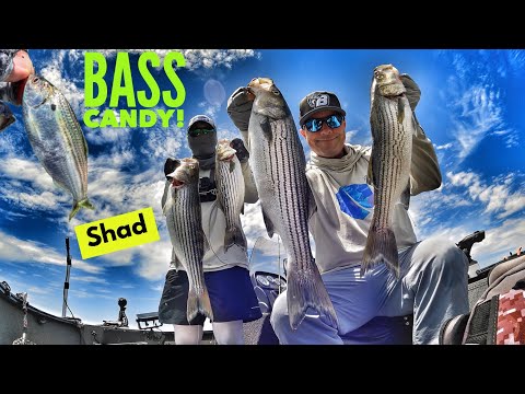 Live Shad Fishing, AKA Bass CANDY!-Castaic Lake