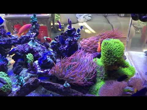 360g Reef Tank 2/23/2018