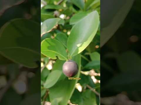 ಕವಳಿ ಕಾಯಿ #fruit #fruits #viralvideo