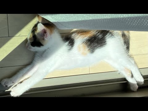 【子猫】第六話　ミーちゃんボール遊び　#子猫成長記録