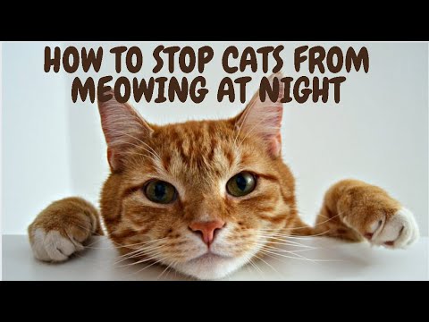 How To Stop Cats From Meowing At Night