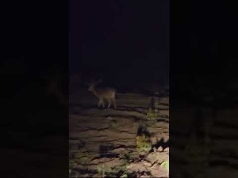 Jim Corbett park Ramnagar Uttarakhand India | Night View