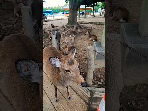 Nara. #vlog #animals #travel #deer #enjoy #nature #旅行