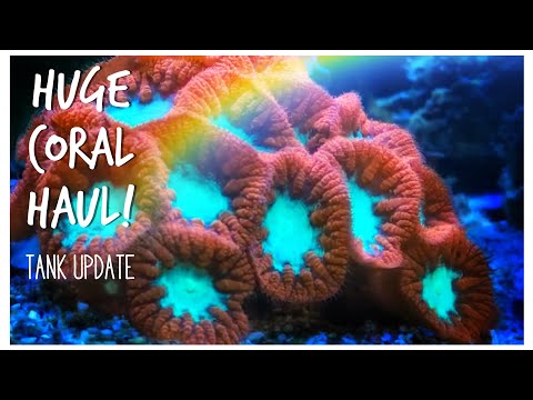 Enormous #Reefzilla Update! 180 gallon Custom Reef Tank Update January 2020