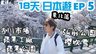 【青森】🇯🇵日本18天自由行-EP5 東北追櫻篇｜陽光普照櫻吹雪👉狂食青森蘋果批｜古川市場👉海鮮丼另類玩法｜蘋果工廠買手信｜蘋果公園無蘋果？！｜東京出發