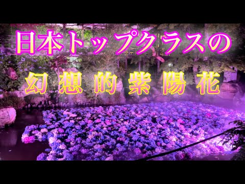 🌈水面に浮かぶ美しい紫陽花の世界🌈人気の水中華ライトアップ💡紫陽花のじゅうたんが一面に広がり優雅で美しい世界を堪能『雨引観音』