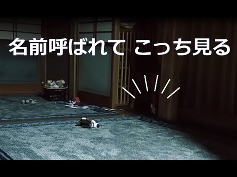 家じゅうを紐だらけにした犯人（犯猫）