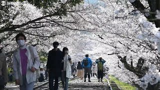 「蹴上インクライン」で桜見ごろ　傾斜鉄道跡に咲く90本