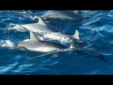 Wild dolphins, whales and turtles - Kauai Sea Wildlife 2015