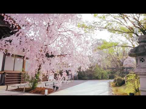 【WEB動画】2019年 春 「春はあけぼの 京都の桜」篇  そうだ 京都、行こう。