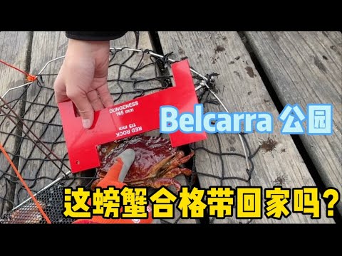 Belcarra公园中，钓螃蟹最受欢迎，哪种螃蟹可以带回家？