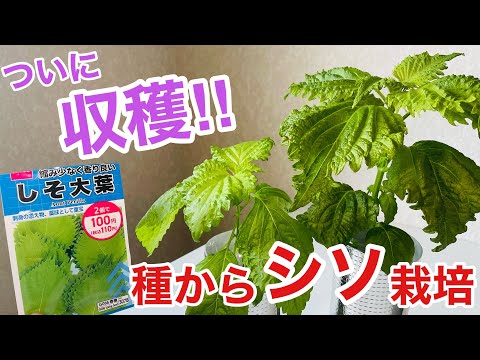 【水耕栽培】ついに収穫‼︎種からシソ栽培