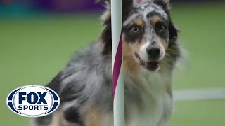 Watch Australian Shepherd, Holster, Win 2016 Masters Agility Championship | FOX SPORTS