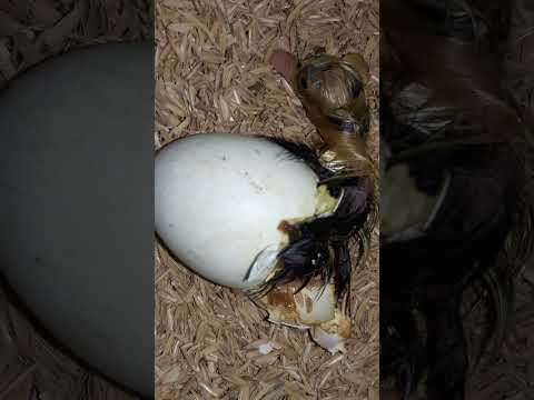 Duck Hatching from Egg #Ducklings #Hatch