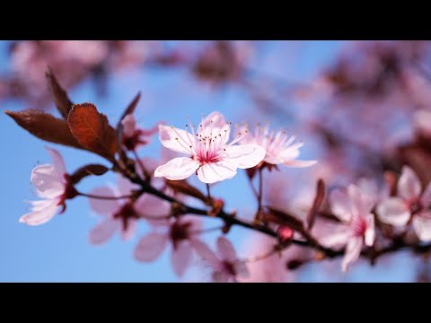 Beautiful Relaxing Music “Breath of Spring” by Enrico Fabio Cortese.