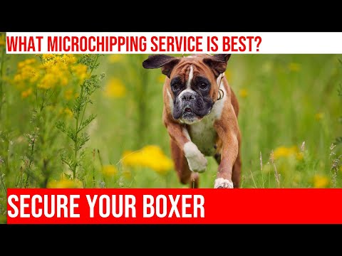 Microchipping Your Boxer Dog: How to Choose the Right Service