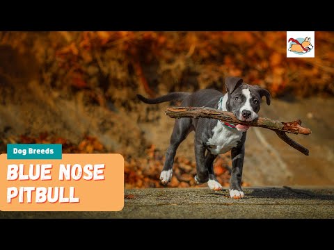 Blue Nose Pitbull: Everything You Need to Know About This Loving Dog!