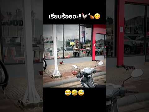 เรียบร้อยฮะ!!🐓🍗😋😂 #คนไทยเป็นคนตลก #ฝากติดตาม #มิสเตอร์แมน #funny #funnyvideo #haha #ตลก #คลิปตลก