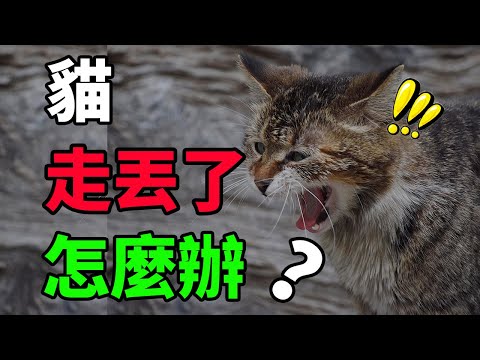 貓走丟了怎麼辦？別慌，這些方法你試了嗎？