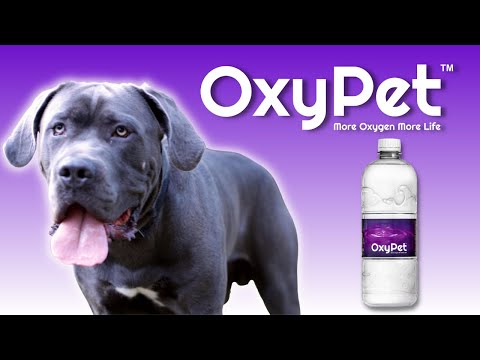 What Is OXYPET | With Founder | Lindsey Taylor