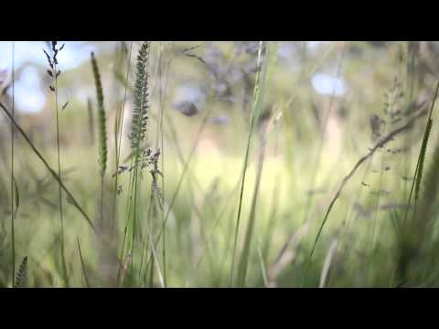 Chilling in the tall grass, Beaconhill Park, Victoria, BC