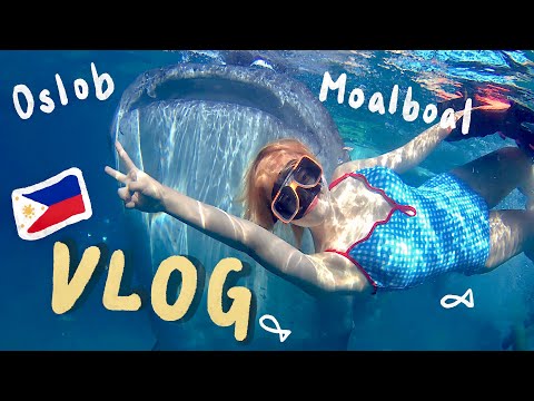 (ENG CC) 🇵🇭Cebu VLOG: Mabolo Sardine Storm & Oslo Whale Shark Encounter🦈