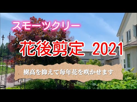 スモークツリーの花後剪定2021 樹高抑えて毎年花を咲かせます‼️