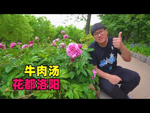 Beef soup in Luoyang, the Peony Flower Capital, Henan Province河南洛阳牛肉汤，早上6点喝头汤，饼丝汽水套餐，阿星花都赏牡丹