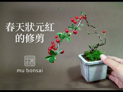 春∣狀元紅趣味盆栽春天的修剪 mu bonsai 茉莉愛草 ミニ盆栽