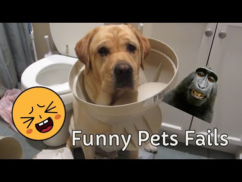 FUNNIEST Pet Fails Of 2024! 🤣 Try Not To Laugh