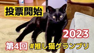 第4回#推し猫グランプリ２０２３　投票開始　4月8日〜5月7日　№446　cat videos　猫動画　可愛い猫　漆黒　ぬこ　日本猫ねこ協会　第４回推し猫グランプリ